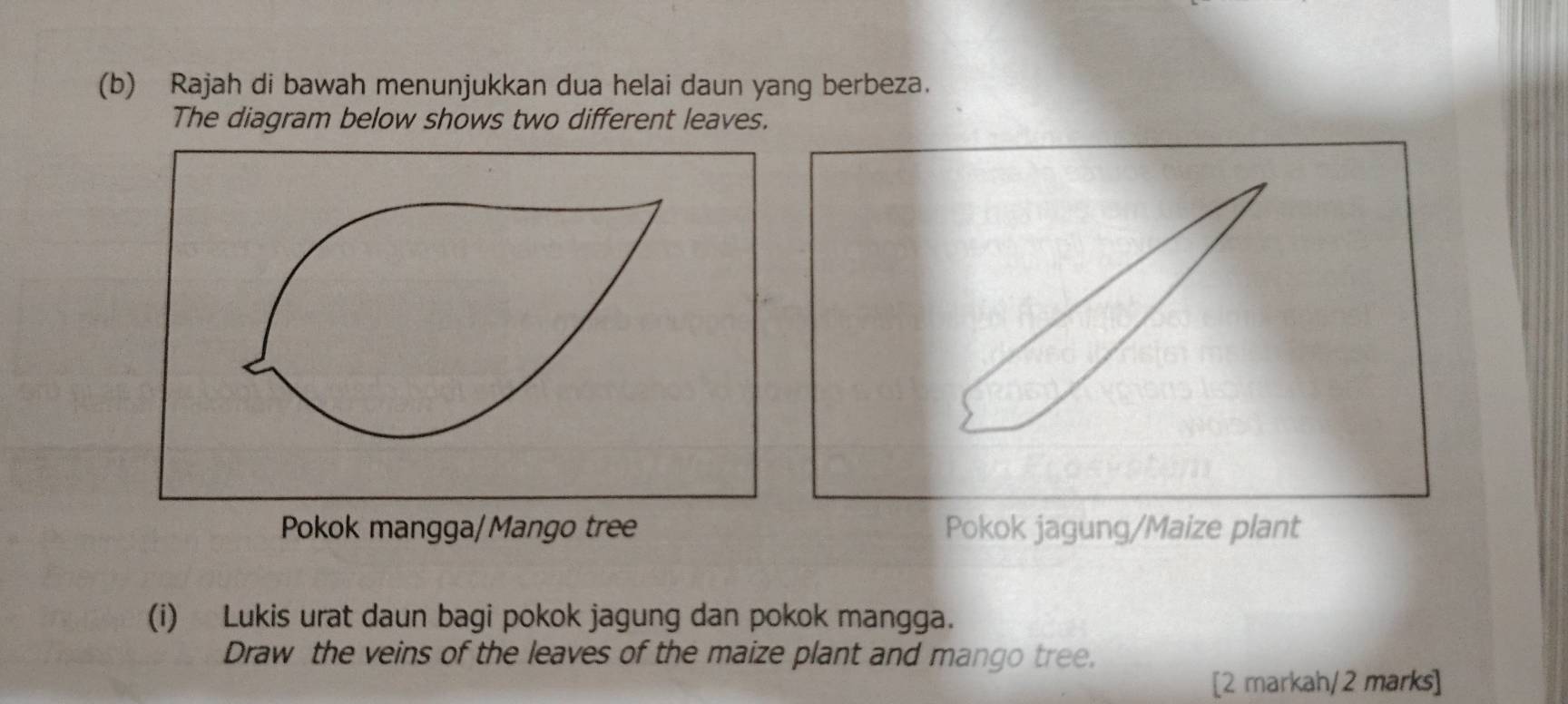 Rajah di bawah menunjukkan dua helai daun yang berbeza. 
The diagram below shows two different leaves. 
Pokok mangga/Mango tree Pokok jagung/Maize plant 
(i) Lukis urat daun bagi pokok jagung dan pokok mangga. 
Draw the veins of the leaves of the maize plant and mango tree. 
[2 markah/2 marks]