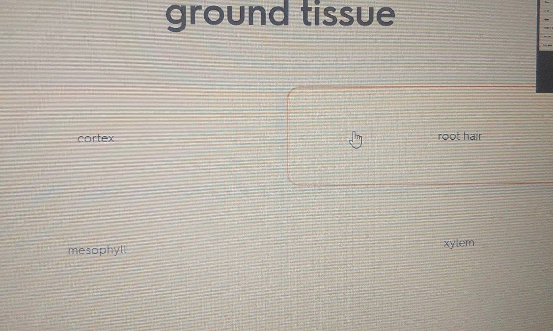 ground tissue
cortex root hair
mesophyll
xylem