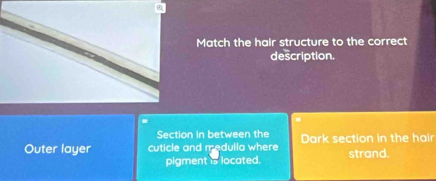 Match the hair structure to the correct 
description. 
Section in between the 
Outer layer cuticle and medulla where Dark section in the hair 
pigment is located. strand.