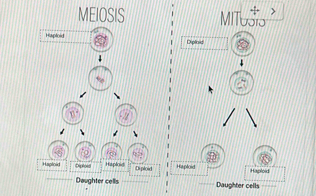 MEIOSIS 
> 
MITUSIS 
Diploid 
Haploid 
Haploid 
_Daughter cells