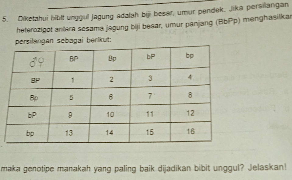 Diketahui bibit unggul jagung adalah biji besar, umur pendek. Jika persilangan 
heterozigot antara sesama jagung biji besar, umur panjang (BbPp) menghasilkar 
persilangan sebagai berikut: 
maka genotipe manakah yang paling baik dijadikan bibit unggul? Jelaskan!