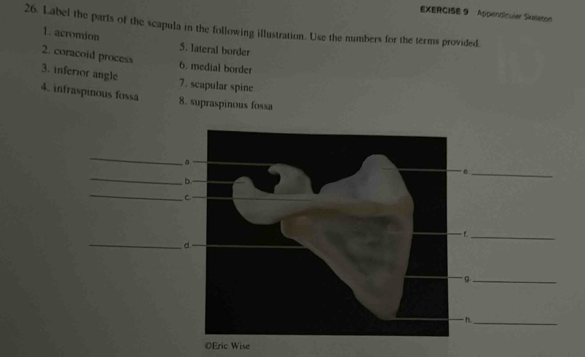 Solved: Appendicular Skeleton 26. Label the parts of the scapula in the ...