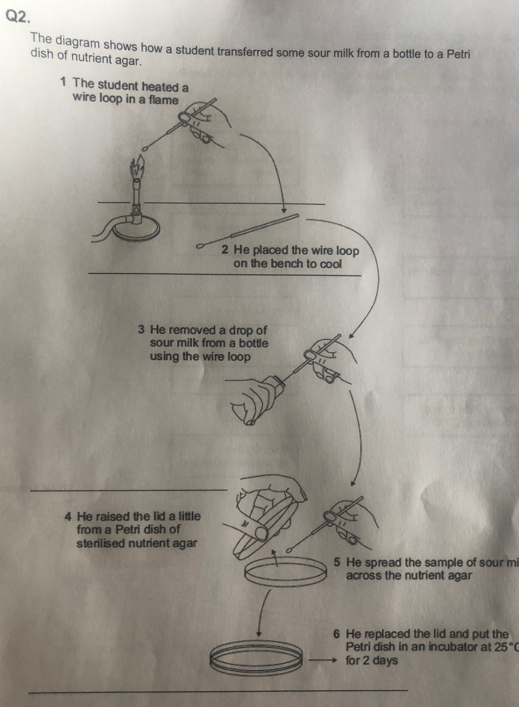 The diagram shows how a student transferred some sour milk from a bottle to a Petri 
dish of nutrient agar. 
d the sample of sour mi 
e nutrient agar 
ed the lid and put the 
in an incubator at 25°C