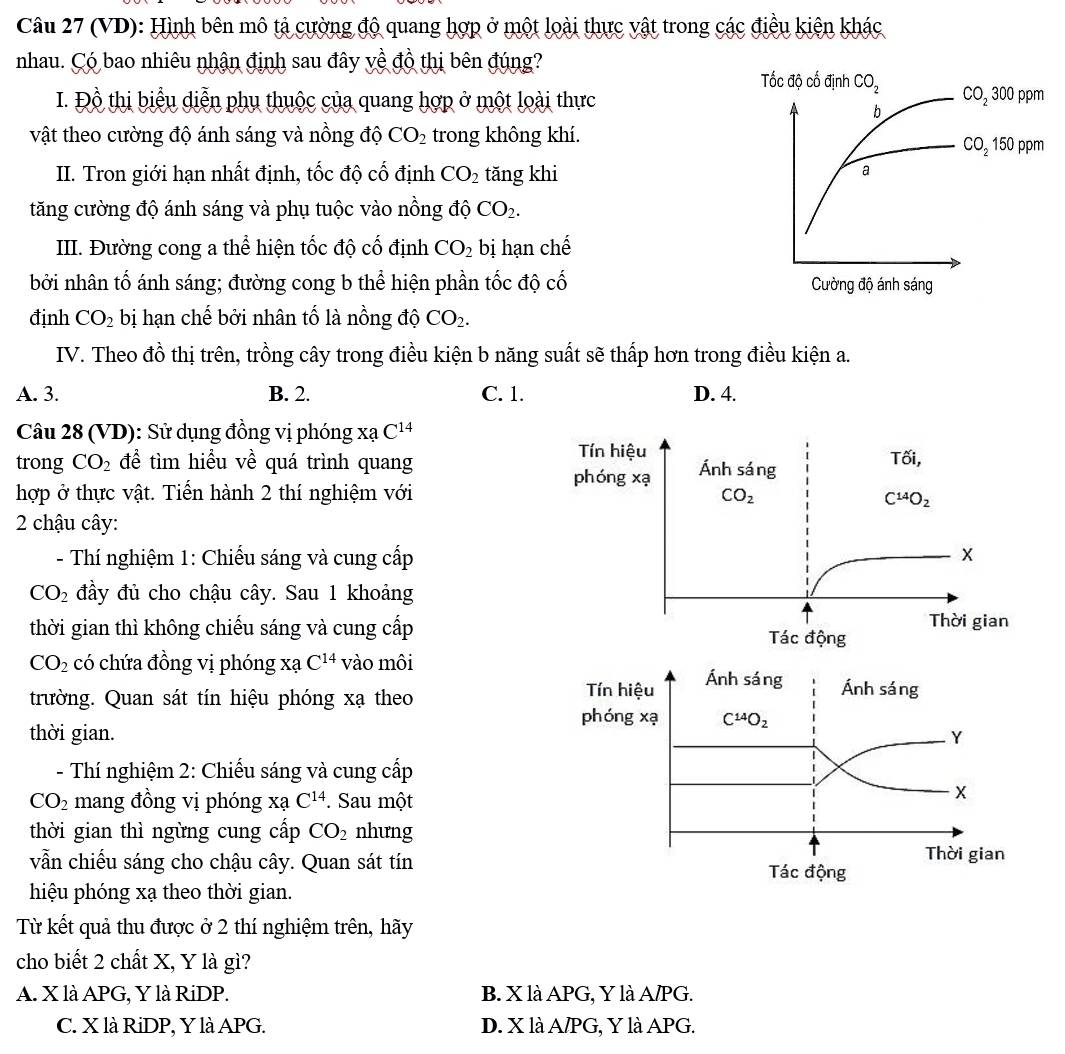 (VD): Hình bên mô tả cường độ quang hợp ở một loài thực vật trong các điều kiên khác
nhau. Có bao nhiêu nhận định sau đây về đồ thị bên đúng?
I. Đồ thị biểu diễn phụ thuộc của quang hợp ở một loài thực
vật theo cường độ ánh sáng và nồng độ CO_2 trong không khí.
II. Tron giới hạn nhất định, tốc độ cố định CO_2 tăng khi
tăng cường độ ánh sáng và phụ tuộc vào nồng độ CO_2.
III. Đường cong a thể hiện tốc độ cố định CO_2 bị hạn chế
bởi nhân tố ánh sáng; đường cong b thể hiện phần tốc độ cố 
định CO_2 bị hạn chế bởi nhân tố là nồng độ CO_2.
IV. Theo đồ thị trên, trồng cây trong điều kiện b năng suất sẽ thấp hơn trong điều kiện a.
A. 3. B. 2. C. 1. D. 4.
Câu 28 (VD): Sử dụng đồng vị phóng xạ C^(14)
Tín hiệu
trong CO_2 để tìm hiều về quá trình quang Ánh sáng
That Oi,
phóng xạ
hợp ở thực vật. Tiến hành 2 thí nghiệm với CO_2
C^(14)O_2
2 chậu cây:
- Thí nghiệm 1: Chiếu sáng và cung cấp x
CO_2 đầy đủ cho chậu cây. Sau 1 khoảng
Thời gian
thời gian thì không chiếu sáng và cung cấp Tác động
CO_2 có chứa đồng vị phóng xạ C^(14) vào môi
trường. Quan sát tín hiệu phóng xạ theo
thời gian.
- Thí nghiệm 2: Chiếu sáng và cung cấp
CO_2 mang đồng vị phóng xạ C^(14) *. Sau một
thời gian thì ngừng cung cấp CO_2 nhưng
vẫn chiếu sáng cho chậu cây. Quan sát tín
hiệu phóng xạ theo thời gian.
Từ kết quả thu được ở 2 thí nghiệm trên, hãy
cho biết 2 chất X, Y là gì?
A. X là APG, Y là RiDP. B. X là APG, Y là A/PG.
C. X là RiDP, Y là APG. D. X là A/PG, Y là APG.