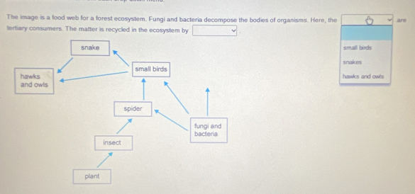 Solved: The image is a food web for a forest ecosystem. Fungi and ...