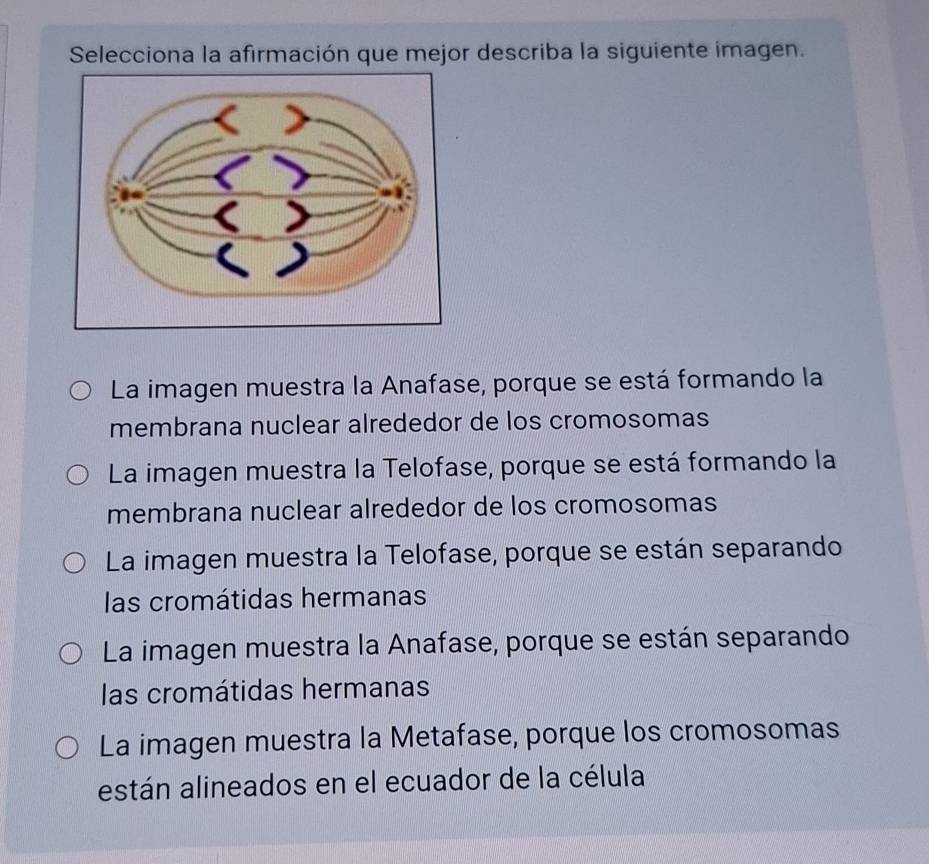 Selecciona la afirmación que mejor describa la siguiente imagen.
La imagen muestra la Anafase, porque se está formando la
membrana nuclear alrededor de los cromosomas
La imagen muestra la Telofase, porque se está formando la
membrana nuclear alrededor de los cromosomas
La imagen muestra la Telofase, porque se están separando
las cromátidas hermanas
La imagen muestra la Anafase, porque se están separando
las cromátidas hermanas
La imagen muestra la Metafase, porque los cromosomas
están alineados en el ecuador de la célula