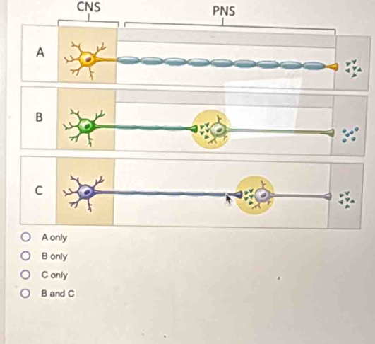 CNS
A only
B only
C only
B and C