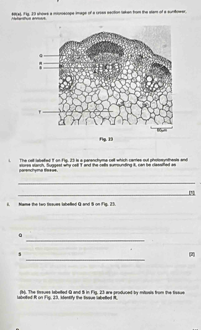 60(a). Fig. 23 shows a microscope image of a cross section taken from the stem of a sunflower, 
Helianthus annuus. 
Fig. 23 
i. The cell labelled T on Fig. 23 is a parenchyma cell which carries out photosynthesis and 
stores starch, Suggest why cell T and the cells surrounding it, can be classified as 
parenchyma tissue. 
_ 
_[1] 
ii, Name the two tissues labelled Q and S on Fig. 23. 
_
Q
_ 
s [2] 
(b). The tissues labelled Q and S in Fig. 23 are produced by mitosis from the tissue 
labelled R on Fig. 23, Identify the tissue labelled R.