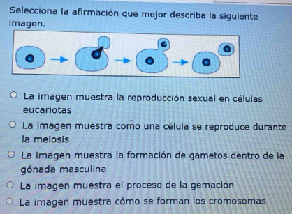 Selecciona la afirmación que mejor describa la siguiente
imagen.
La imagen muestra la reproducción sexual en células
eucariotas
La imagen muestra como una célula se reproduce durante
la meiosis
La imagen muestra la formación de gametos dentro de la
gónada masculina
La imagen muestra el proceso de la gemación
La imagen muestra cómo se forman los cromosomas