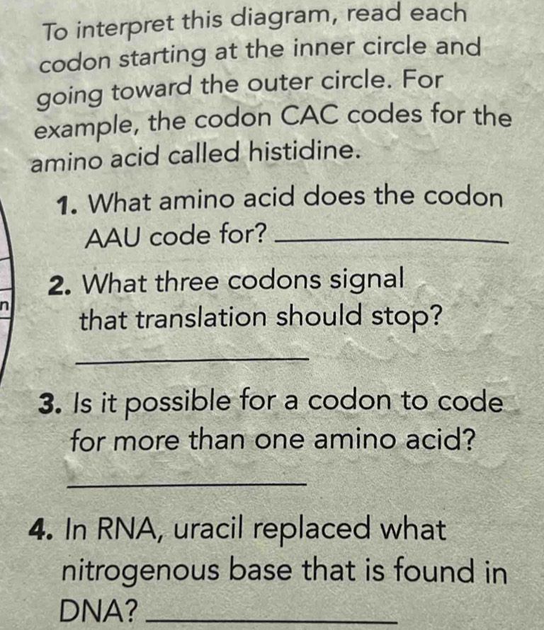 To interpret this diagram, read each 
codon starting at the inner circle and 
going toward the outer circle. For 
example, the codon CAC codes for the 
amino acid called histidine. 
1. What amino acid does the codon 
AAU code for?_ 
2. What three codons signal 
n 
that translation should stop? 
_ 
3. Is it possible for a codon to code 
for more than one amino acid? 
_ 
4. In RNA, uracil replaced what 
nitrogenous base that is found in 
DNA?_