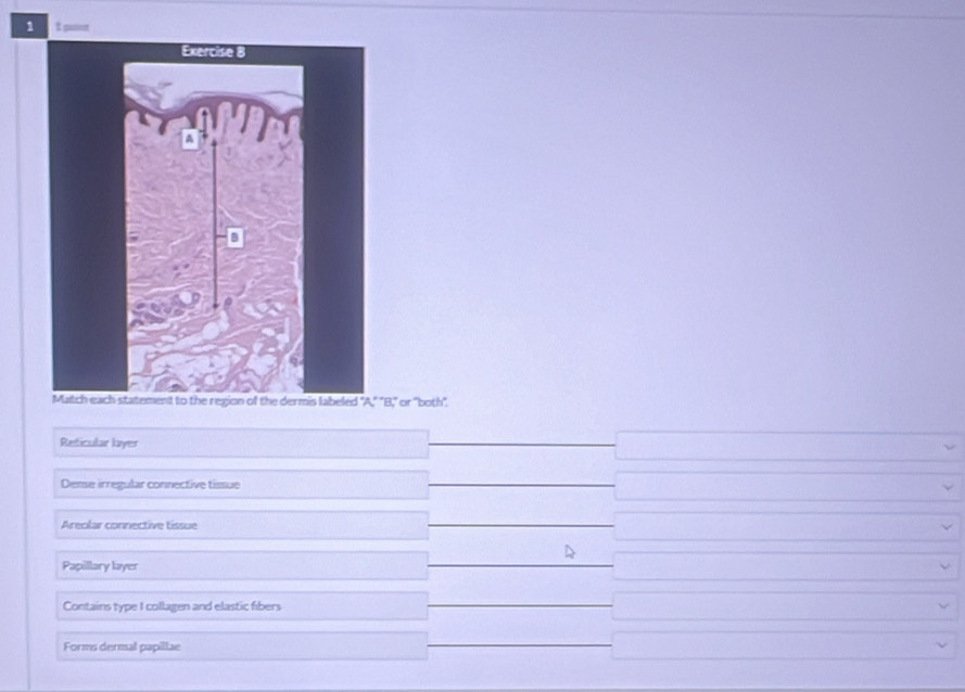 punr
is labeled "A," "B," or "both".
Reticular layer
Dense irregular connective tissue
Areolar connective tissue
D
Papillary layer
Contains type I collagen and elastic fibers
Forms dermal papillae