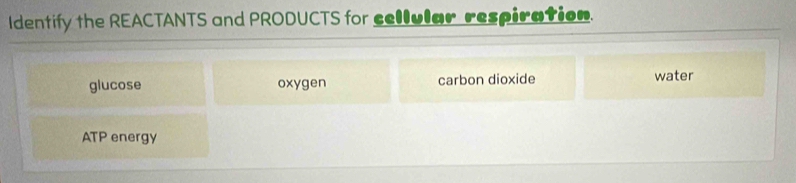 Identify the REACTANTS and PRODUCTS for cellular respiration.
glucose oxygen carbon dioxide water
ATP energy