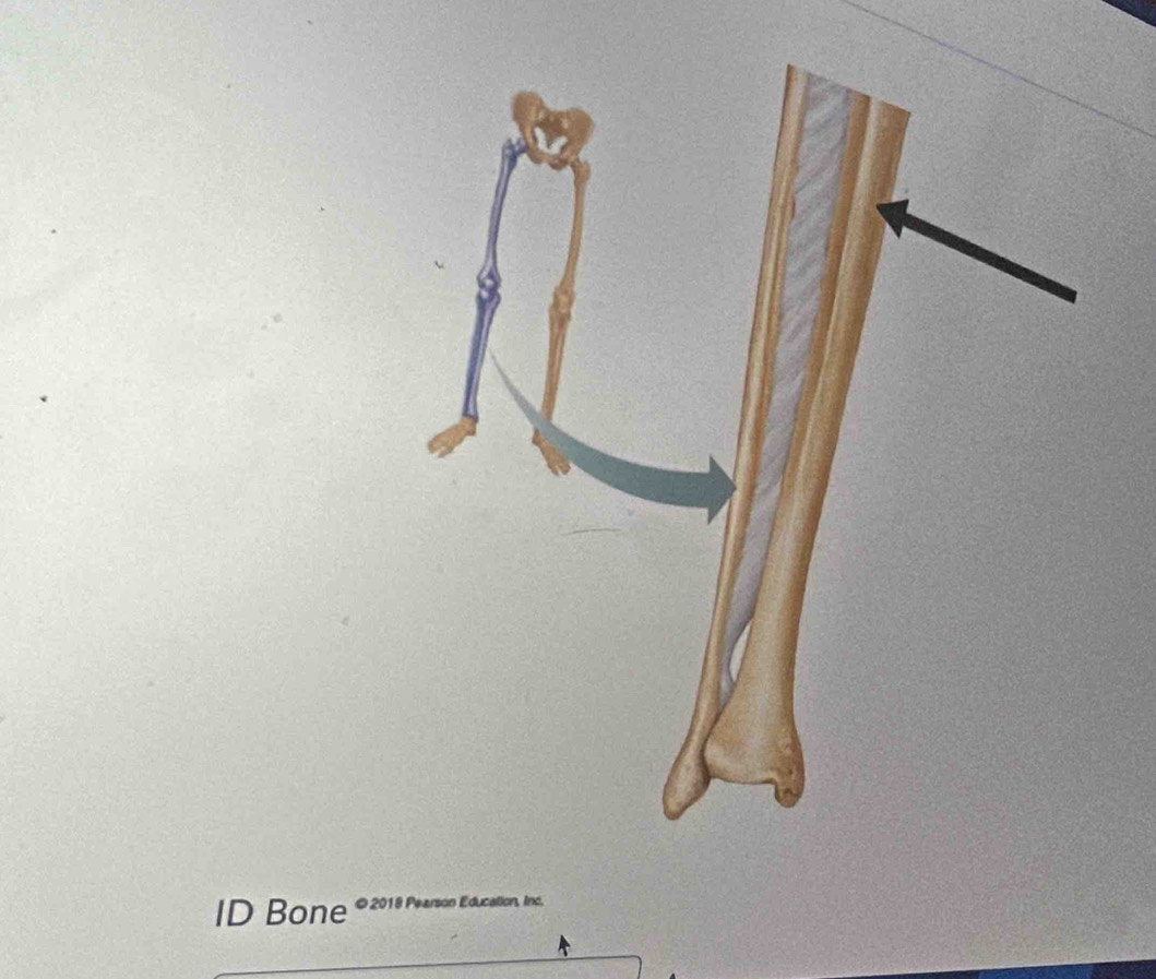 ID Bone ucation, Inc.