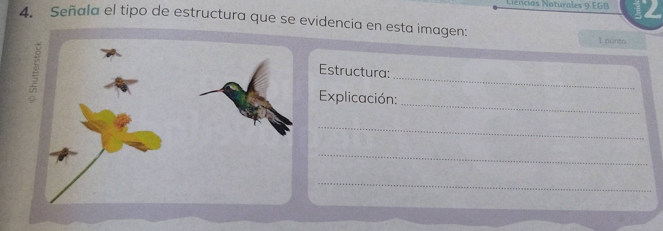 Ciencias Naturales 9 EGB 12 
4. Señala el tipo de estructura que se evidencia en esta imagen: 
1 punto 
_ 
Estructura: 
_ 
Explicación: 
_ 
_ 
_