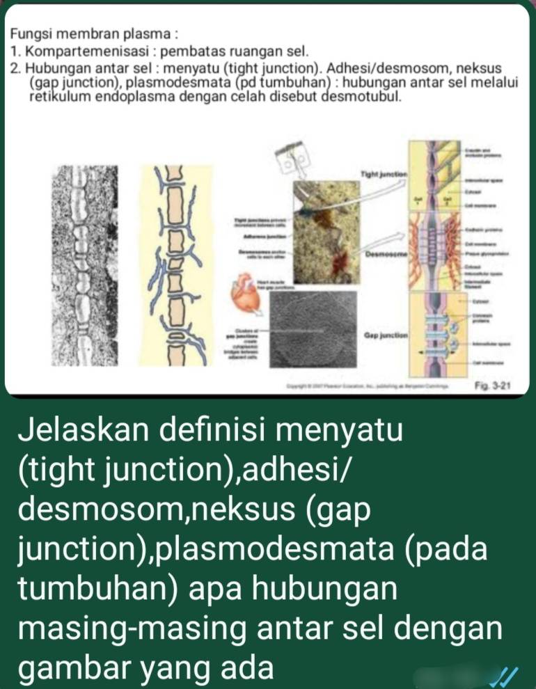 Fungsi membran plasma : 
1. Kompartemenisasi : pembatas ruangan sel. 
2. Hubungan antar sel : menyatu (tight junction). Adhesi/desmosom, neksus 
(gap junction), plasmodesmata (pd tumbuhan) : hubungan antar sel melalui 
retikulum endoplasma dengan celah disebut desmotubul. 
Jelaskan definisi menyatu 
(tight junction),adhesi/ 
desmosom,neksus (gap 
junction),plasmodesmata (pada 
tumbuhan) apa hubungan 
masing-masing antar sel dengan 
gambar yang ada