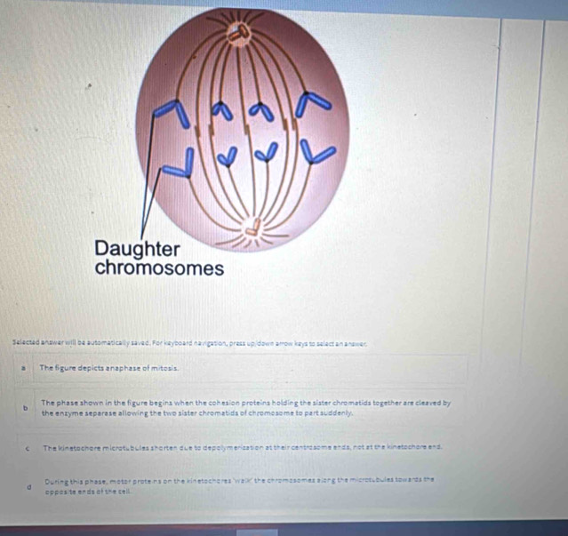 Selected answar will be automatically saved. For keyboard navigation, press up/down arrow keys to select an answer.
8 The figure depicts anaphase of mitosis.
The phase shown in the figure begins when the cohesion proteins holding the sister chromatids together are cleaved by
b the enzyme separase allowing the two sister chromatids of chromosome to part suddenly.
c The kinetochore micratubules shorten due to depolymerization at their centrosome ends, not at the kinetochore end.
d During this phase, motor proteins on the kinetochores "walk" the chromosomes along the microtubules towards the
oppos te ends of the cell.