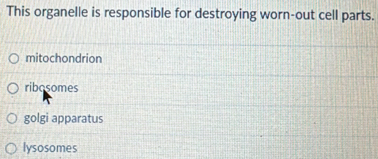 This organelle is responsible for destroying worn-out cell parts.
mitochondrion
ribosomes
golgi apparatus
lysosomes