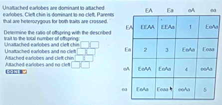 Unattached earlobes are dominant to attached
earlobes. Cleft chin is dominant to no cleft. Parents
that are heterozygous for both traits are crossed.
Determine the ratio of offspring with the describeda
trait to the total number of offspring:
Unattached earlobes and cleft chin
Unattached earlobes and no cleft
Attached earlobes and cleft chin
Attached earlobes and no cleft 
DONE