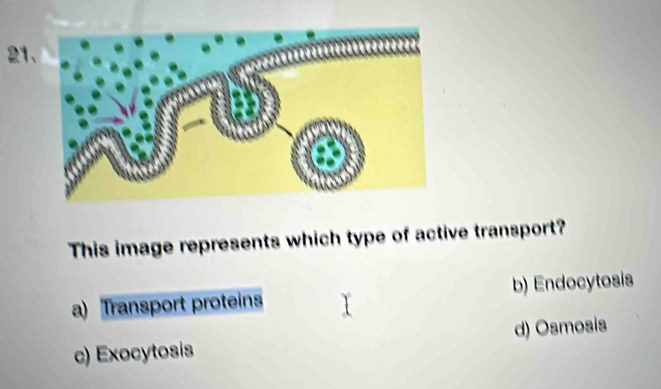 This image represents which type of active transport?
a) Transport proteins b) Endocytosis
c) Exocytosis d) Osmosis