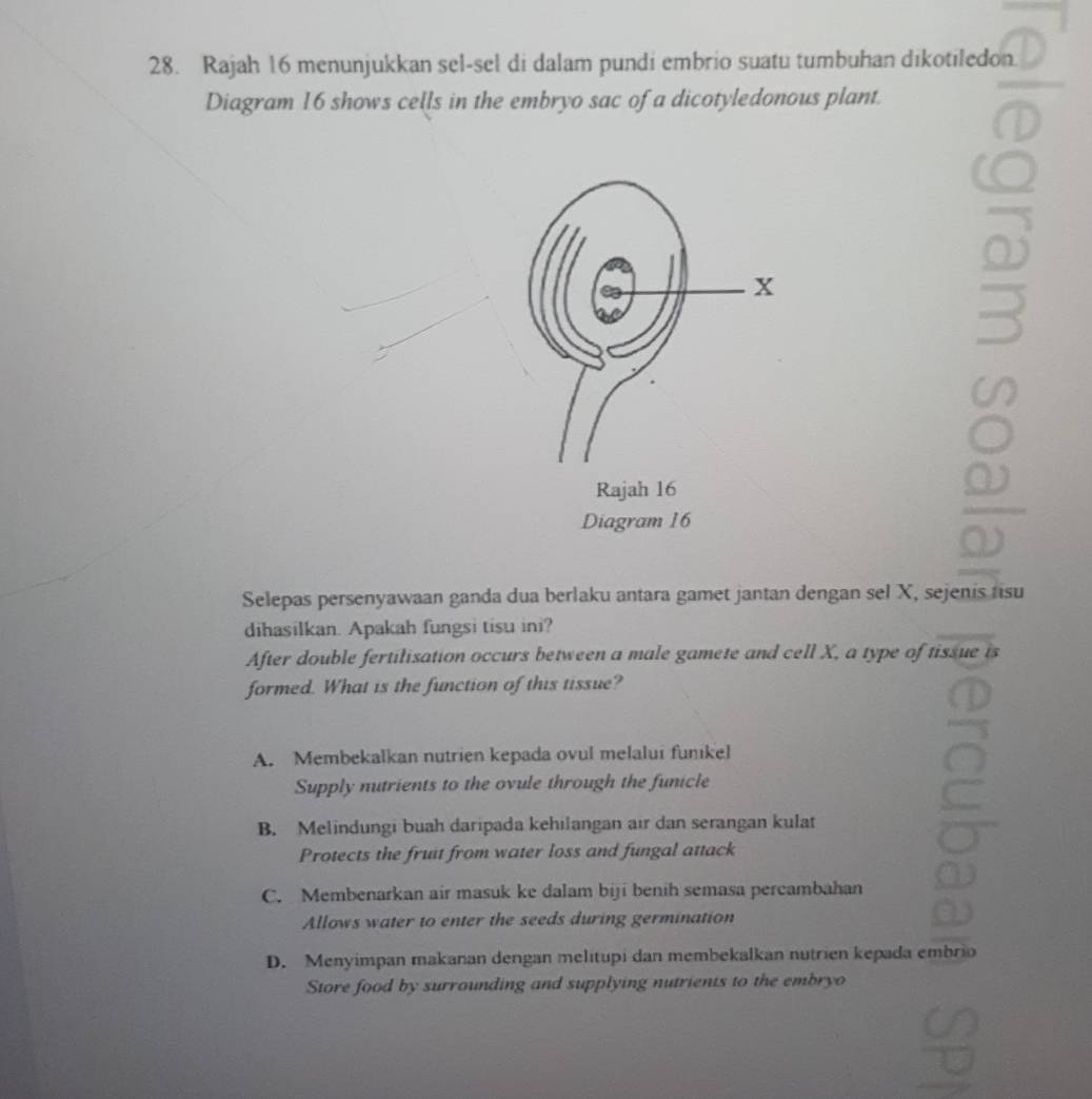 Rajah 16 menunjukkan sel-sel di dalam pundi embrio suatu tumbuhan dikotiledon.
Diagram 16 shows cells in the embryo sac of a dicotyledonous plant.
Diagram 16
Selepas persenyawaan ganda dua berlaku antara gamet jantan dengan sel X, sejenis tisu
dihasilkan. Apakah fungsi tisu ini?
After double fertilisation occurs between a male gamete and cell X, a type of tissue is
formed. What is the function of this tissue?
A. Membekalkan nutrien kepada ovul melalui funikel
Supply nutrients to the ovule through the funicle
B. Melindungi buah daripada kehilangan air dan serangan kulat
Protects the fruit from water loss and fungal attack
C. Membenarkan air masuk ke dalam biji benih semasa percambahan
Allows water to enter the seeds during germination
D. Menyimpan makanan dengan melitupi dan membekalkan nutrien kepada embrio
Store food by surrounding and supplying nutrients to the embryo