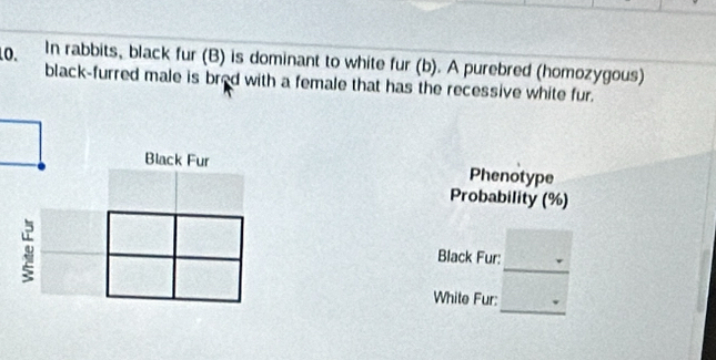 In rabbits, black fur (B) is dominant to white fur (b). A purebred (homozygous) 
black-furred male is bred with a female that has the recessive white fur. 
Phenotype 
Probability (%) 
Black Fur: 
White Fur: