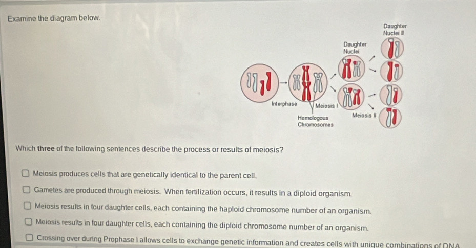 Examine the diagram below.
Which three of the following sentences describe the process or results of meiosis?
Melosis produces cells that are genetically identical to the parent cell.
Gametes are produced through meiosis. When fertilization occurs, it results in a diploid organism.
Meiosis results in four daughter cells, each containing the haploid chromosome number of an organism.
Meiosis results in four daughter cells, each containing the diploid chromosome number of an organism.
Crossing over during Prophase I allows cells to exchange genetic information and creates cells with unique combinations of DNA