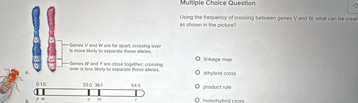 Question
Using the frequency of crossing between genes V and W, what can be creat
as shown in the picture?
Genes V and Ware far apart; crossing over
is more likely to separate these alleles.
linkage map
Genes W and Y are close together; crossing
over is less likely to separate these alleles.
dihybrid cross
product rule
b. monohybrid cross