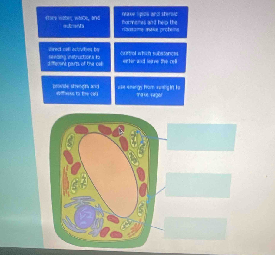 sture water, waste, and make lipids and sterold 
hormones and help the 
autments 
ribosome make proteins 
direct celi activities by 
sending instructions to control which substances 
different parts of the celi enter and leave the cell 
provide strength and use energy from sunlight to 
stiliness to the cell make sugar