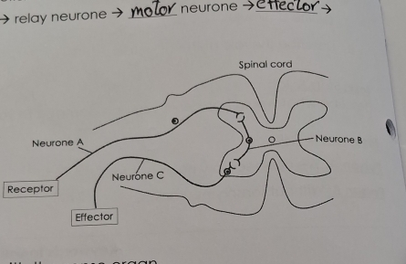 relay neurone _neurone →_ 
R