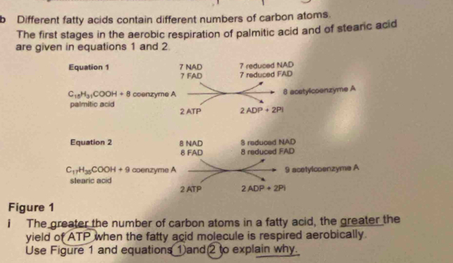 Different fatty acids contain different numbers of carbon atoms.
The first stages in the aerobic respiration of palmitic acid and of steanc acid
are given in equations 1 and 2.
Equation 1 7 NAD 7 reduced NAD
7 FAD 7 reduced FAD
C_15H_31COOH+8 coenzyme A 8 acetylcoenzyme A
palmitic acid 2 ATP 2ADP+2Pi
Equation 2 8 NAD 8 reduced NAD
8 FAD 8 reduced FAD
C_17H_35COOH+9 coenzyme A 9 acetylcoenzyme A
stearic acid 2 ATP 2ADP+2Pi
Figure 1
i The greater the number of carbon atoms in a fatty acid, the greater the
yield of ATP when the fatty acid molecule is respired aerobically.
Use Figure 1 and equations ①and 2 to explain why.