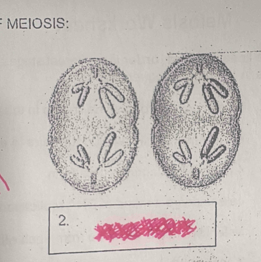 MEIOSIS: 
2.