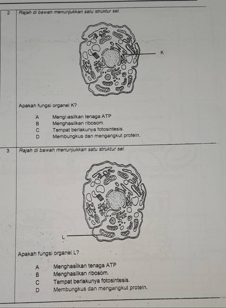 Rajah di bawah menunjukkan satu struktur sel.
Apakah fungsi organel K?
A Menghasilkan tenaga ATP
B Menghasilkan ribosom.
C Tempat berlakunya fotosintesis.
D Membungkus dan mengangkut protein.
3 Rajah di bawah menunjukkan satu struktur sel.
Apakah fungsi organel L?
A Menghasİlkan tenaga ATP
B Menghasilkan ribosom.
C Tempat berlakunya fotosintesis.
D Membungkus dan mengangkut protein.