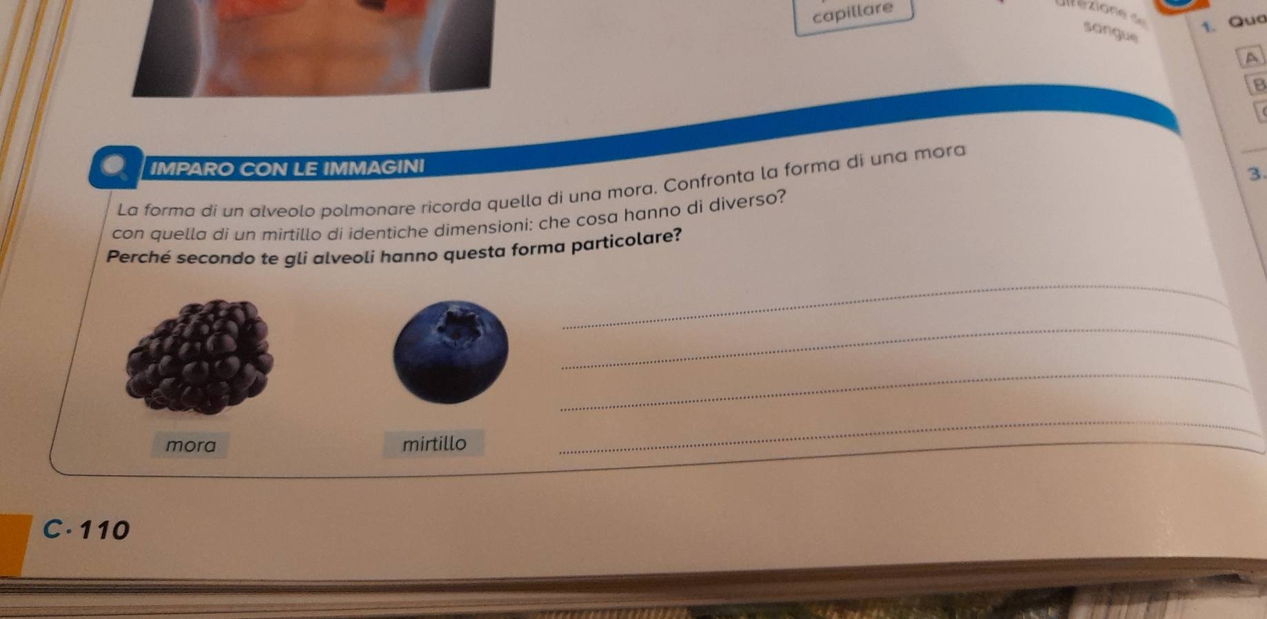 capillare
1. Qua
sangue
A
8
. IMPARO CON LE IMMAGINI
3.
La forma di un alveolo polmonare ricorda quella di una mora. Confronta la forma di una mora
con quella di un mirtillo di identiche dimensioni: che cosa hanno di diverso?
Perché secondo te gli alveoli hanno questa forma particolare?
_
_
_
mora mirtillo
_
C· 110