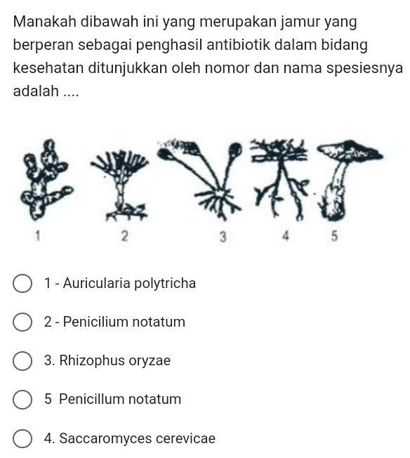 Manakah dibawah ini yang merupakan jamur yang
berperan sebagai penghasil antibiotik dalam bidang
kesehatan ditunjukkan oleh nomor dan nama spesiesnya
adalah ....
1 - Auricularia polytricha
2 - Penicilium notatum
3. Rhizophus oryzae
5 Penicillum notatum
4. Saccaromyces cerevicae