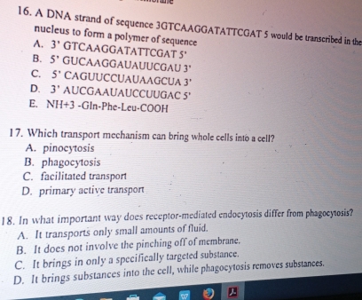 A DNA strand of sequence 3GTCAAGGATATTCGAT 5 would be transcribed in the
nucleus to form a polymer of sequence
A. 3' GTCAAGGATATTCGAT 5'
B. 5' GUCAAGGAUAUUCGAU 3''
C. 5° CAGUUCCUAUAAGCUA 3'
D. 3' AUCGAAUAUCCUUGAC 5'
E. NH+ ·3 -Gln -Phe-Leu-COOH
17. Which transport mechanism can bring whole cells into a cell?
A. pinocytosis
B. phagocytosis
C. facilitated transport
D. primary active transport
18. In what important way does receptor-mediated endocytosis differ from phagocytosis?
A. It transports only small amounts of fluid.
B. It does not involve the pinching off of membrane.
C. It brings in only a specifically targeted substance.
D. It brings substances into the cell, while phagocytosis removes substances.