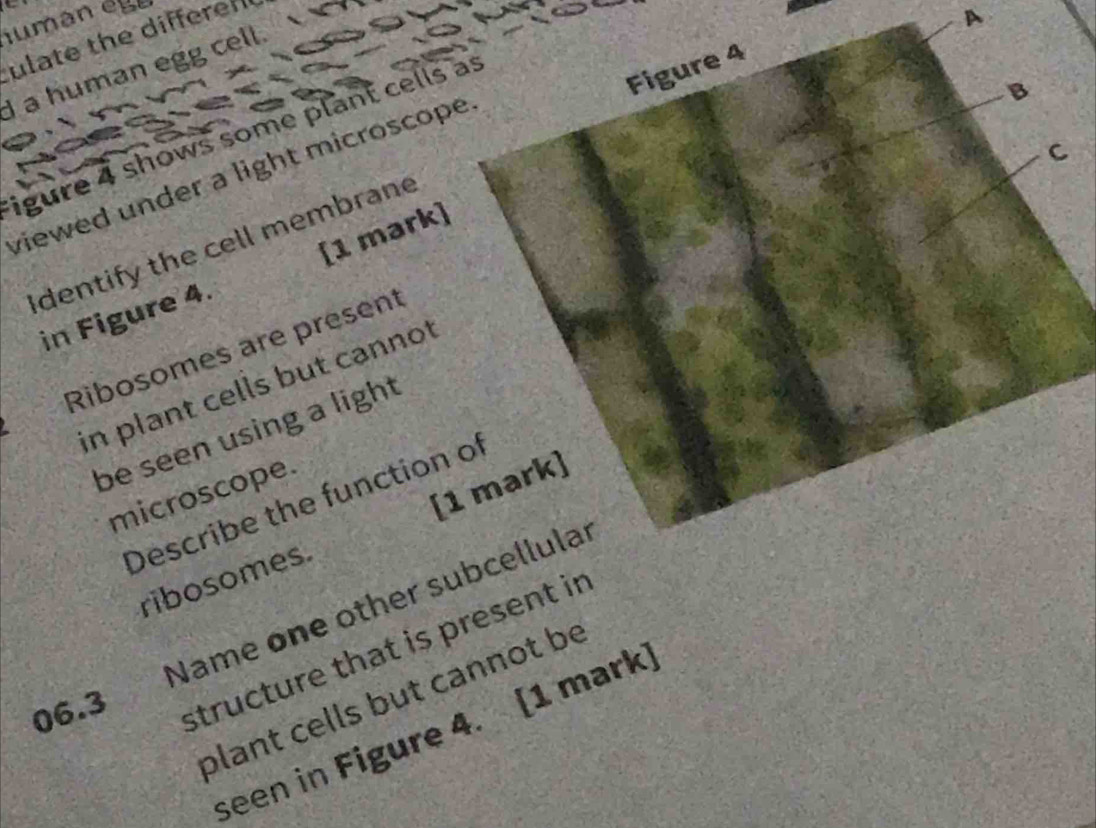 ulate the differen 
A 
a human egg cell. 
igure 4 shows some plant cells as 
Figure 4 
B 
C 
viewed under a light microscope 
Identify the cell membrane 
in Figure 4. [1 mark] 
Ribosomes are present 
in plant cells but cannot 
be seen using a light 
microscope. 
Describe the function of 
ribosomes. [1 mark] 
Name one other subcellular 
06.3 structure that is present in 
plant cells but cannot be 
seen in Figure 4. [1 mark]