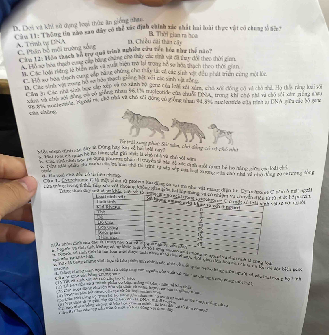 D. Dơi và khỉ sử dụng loại thức ăn giống nhau.
Câu 11: Thông tin nào sau đây có thể xác định chính xác nhất hai loài thực vật có chung tổ tiên?
B. Thời gian ra hoa
A. Trình tự DNA
D. Chiều dài thân cây
C. Phân bố môi trường sống
Câu 12: Hóa thạch hỗ trợ quá trình nghiên cứu tiến hóa như thế nào?
A. Hồ sơ hóa thạch cung cấp bằng chúng cho thấy các sinh vật đã thay đổi theo thời gian,
B. Các loài riêng lẻ biển mất và xuất hiện trở lại trong hồ sợ hóa thạch theo thời gian,
C. Hồ sơ hóa thạch cung cấp bằng chứng cho thầy tất cả các sinh vật đều phát triển cùng một lúc,
D. Các sinh vật trong hổ sơ hóa thạch giống hệt với các sính vật sống.
Câu 3: Các nhà sinh học sắp xếp và so sánh bộ gene của loài sói xâm, chó sói đồng có và chó nhà. Họ thấy rằng loài sới
xám và chó sối đồng có có giống nhau 96.1% nucleotide của chuỗi DNA, trong khi chó nhà và chó sói xám giống nhau
98.8% nucleotide. Ngoài ra, chó nhà và chó sói đồng cỏ giống nhau 94.8% nucleotide của trình tự DNA giữa các bộ geno
của chủng.
Từ trải sang phải: Sỏi xâm, chó đồng cỏ và chó nhà
Mỗi nhận định sau đây là Đủng hay Sai voverline overline C hai loài này?
a. Hai loài có quan hwidehat O họ hàng gần gũi nhất là chó nhà và chó sói xám
B. Các nhà sinh học sử dụng phương pháp di truyền tế bảo để xác định mối quan hệ họ hàng giữa các loài chó.
c. Nếu giải phầu chi trước của ba loài chó thì trình tự sắp xếp của loại xương của chó nhà và chó đồng cỏ sẽ tương đồng
nhất.
d. Ba loài chó đều có tổ tiên chung.
Câu 1: Cytochrome C là một phân tử protein lưu động có vai trò như vật mang điện tử. nằm ở mặt ngoài
của màng trong tỉ thể, tiếp xúc với khoảng khộng gian giữa ha phức hhat e protein.
Bảng dưới đây mộ tả sự kt so v gười.
a. Người và ười và tinh tinh là cùng loài..1overline Oi nhận địn
tạo nên sự khác biệt.
b. Người vàchung, thời gian tiến hoá còn chưa đủ lớn để đột biến gene
trưởng.
c. Đây là bằng chứng sinh học tế bảo phản ánh chính xác nhất về mối quan hệ họ hàng giữa người và các loài trong bộ Linh
Câu 3: Cho các bằng chứng sau:
d. Bằng chứng sinh học phân tử giúp truy tìm nguồn gốc xuất xứ của các chủng trong cùng một loài.
(1) Tất cả sinh vật đều có cầu tạo tế bào.
(2) Tề bào đều có 3 thành phần cơ bản: màng tế bào, nhân, tế bào chấn
(3) Các hoạt động chuyển hóa vật chất và năng lượng cơ bản là giống nhau
(4) Protein hầu hết được cầu tạo từ 20 loại amino acid.
(5) Các loài càng có quan hệ họ hàng gần nhau thì có trình tự nucleotide càng giống nhau.
(6) Vật chất di truyền cấp độ tế bảo đều là DNA, mã di truyển.
Có bao nhiều bằng chứng tế bảo học chứng minh các loài đều có tổ tiên chung?
Câu 5: Cho các cập cầu trúc ở một số loài động vật dưới đây.
