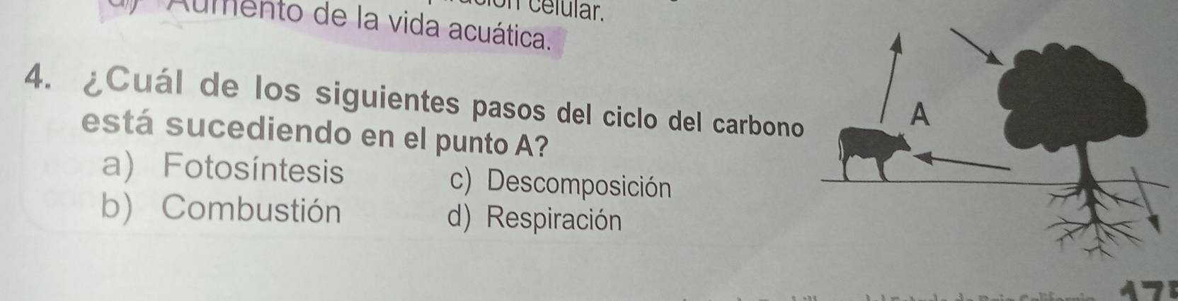 celular.
Aumento de la vida acuática.
4. ¿Cuál de los siguientes pasos del ciclo del carbono
está sucediendo en el punto A?
a) Fotosíntesis c) Descomposición
b) Combustión d) Respiración