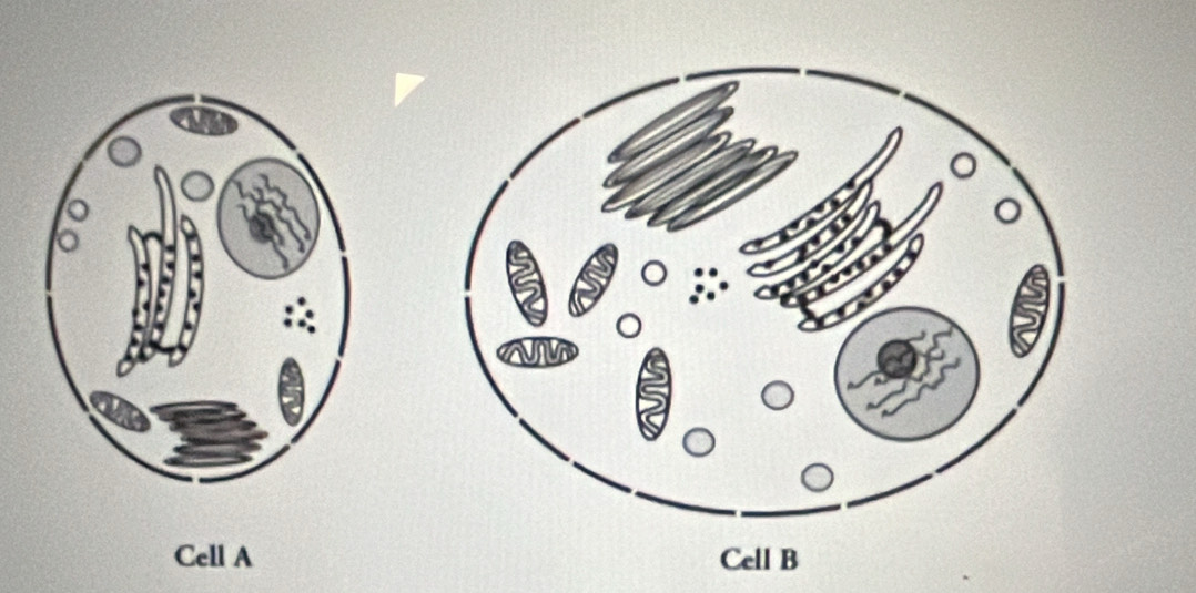 Cell A