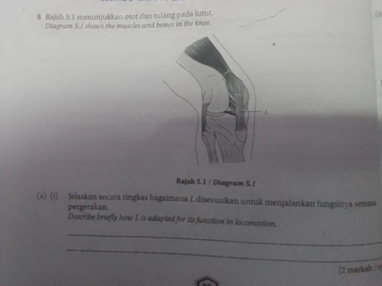 Rajah 5.1 menunjukkan otot dan tulang pada lutut. (ii 
Diagram 5.1 shows the muscles and bones in the knee. 
Rajah 5.1 / Diagram 5.1 
(a) (i) Jelaskan secara ringkas bagaimana L disesuaikan untuk menjalankan fungsinya semasa 
pergerakan. 
Describe briefly how L is adapted for its function in locomotion. 
_ 
_ 
[2 markah/n