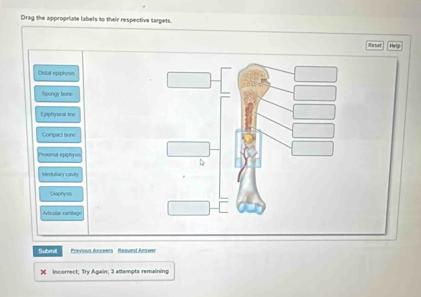 Drag the appropriate labels to their respective targets.
Reset Help
Distal epiphysis
Spongy bone
Epiphyseal tine
Compact bone
Proximal epiphysis
Medullary cavity
Diaphysis
Articular cartilage
Submit Previous Answers Request Answer
Incorrect; Try Again; 3 attempts remaining