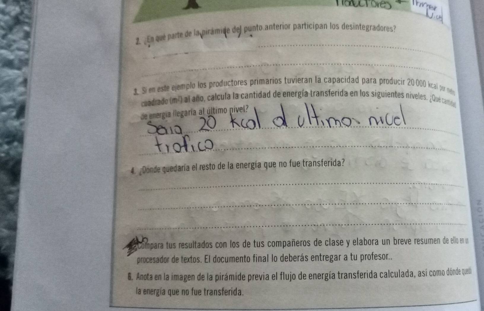 Touctores Thner 
_ 
2. ¿En que parte de la pirámide del punto anterior participan los desintegradores? 
_ 
3. Si en este ejemplo los productores primarios tuvieran la capacidad para producir 20000 kcal por metr 
cuadrado (m²) al año, calcula la cantidad de energía transferida en los siguientes niveles. ¿Qué canda 
de energía llegaría al último pivel? 
_ 
_ 
4 ¿Donde quedaría el resto de la energía que no fue transferida? 
_ 
_ 
_ 
Compara tus resultados con los de tus compañeros de clase y elabora un breve resumen de ello en un 
procesador de textos. El documento final lo deberás entregar a tu profesor.. 
6. Anota en la imagen de la pirámide previa el flujo de energía transferida calculada, así como dónde quedo 
la energía que no fue transferida. 
_