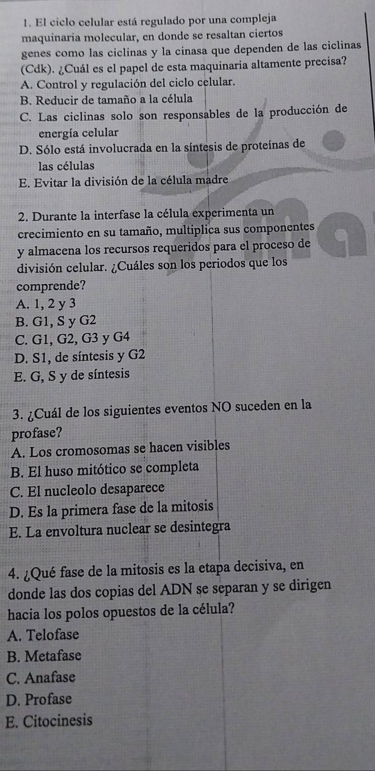 El ciclo celular está regulado por una compleja
maquinaria molecular, en donde se resaltan ciertos
genes como las ciclinas y la cinasa que dependen de las ciclinas
(Cdk). ¿Cuál es el papel de esta maquinaria altamente precisa?
A. Control y regulación del ciclo celular.
B. Reducir de tamaño a la célula
C. Las ciclinas solo son responsables de la producción de
energía celular
D. Sólo está involucrada en la síntesis de proteínas de
las células
E. Evitar la división de la célula madre
2. Durante la interfase la célula experimenta un
crecimiento en su tamaño, multiplica sus componentes
y almacena los recursos requeridos para el proceso de 1
división celular. ¿Cuáles son los periodos que los
comprende?
A. 1, 2 y 3
B. G1, S y G2
C. G1, G2, G3 y G4
D. S1, de síntesis y G2
E. G, S y de síntesis
3. ¿Cuál de los siguientes eventos NO suceden en la
profase?
A. Los cromosomas se hacen visibles
B. El huso mitótico se completa
C. El nucleolo desaparece
D. Es la primera fase de la mitosis
E. La envoltura nuclear se desintegra
4. ¿Qué fase de la mitosis es la etapa decisiva, en
donde las dos copias del ADN se separan y se dirigen
hacia los polos opuestos de la célula?
A. Telofase
B. Metafase
C. Anafase
D. Profase
E. Citocinesis