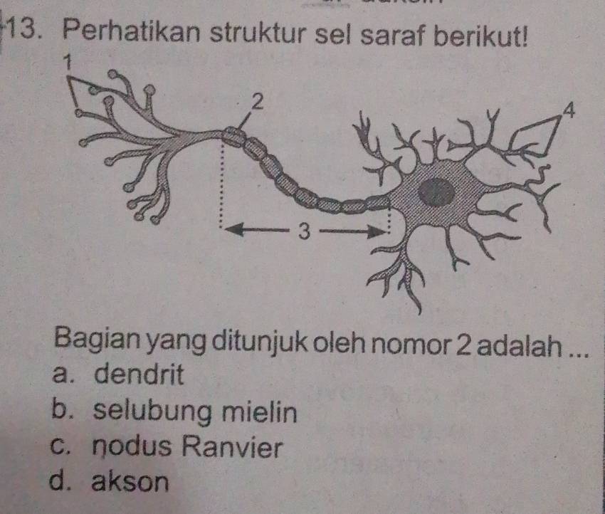 Perhatikan struktur sel saraf berikut!
Bagian yang ditunjuk oleh nomor 2 adalah ...
a. dendrit
b. selubung mielin
c. nodus Ranvier
d. akson