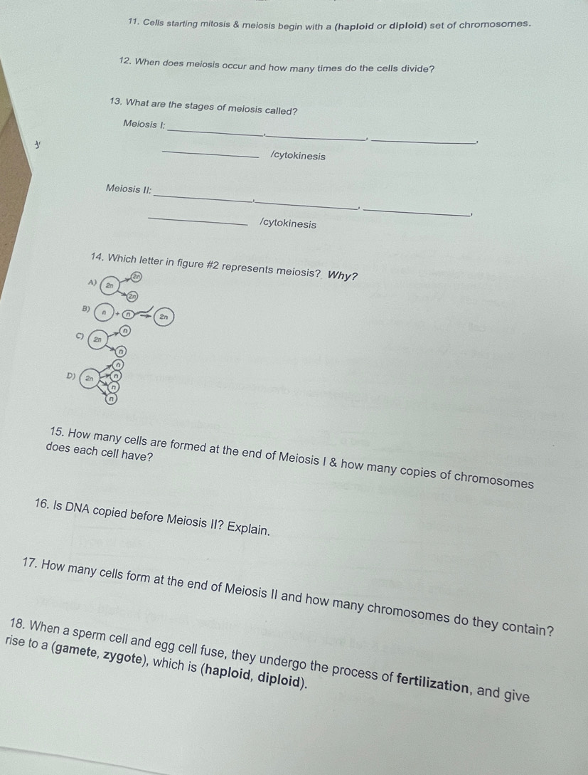 Cells starting mitosis & meiosis begin with a (haploid or diploid) set of chromosomes.
12. When does meiosis occur and how many times do the cells divide?
13. What are the stages of meiosis called?
Meiosis I:
_
_,
_

_
/cytokinesis
_
Meiosis II:
_
_
_,
/cytokinesis
14. Which letter in figure #2 represents meiosis? Why?
A) 2n
B) n 2n
2n
D) 2n
n
does each cell have?
15. How many cells are formed at the end of Meiosis I & how many copies of chromosomes
16. Is DNA copied before Meiosis II? Explain.
17. How many cells form at the end of Meiosis II and how many chromosomes do they contain?
18. When a sperm cell and egg cell fuse, they undergo the process of fertilization, and give
rise to a (gamete, zygote), which is (haploid, diploid).