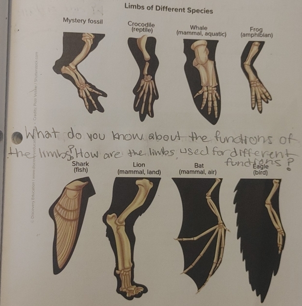 Limbs of Different Species 
Mystery fossil Crocodile Whale Froq 
(reptile) (mammal, aquatic) (amphibian) 
yu know abou 
us 
Shark Lion Bat Eagle 
(fish) (mammal, land) (mammal, air) (bird) 
6