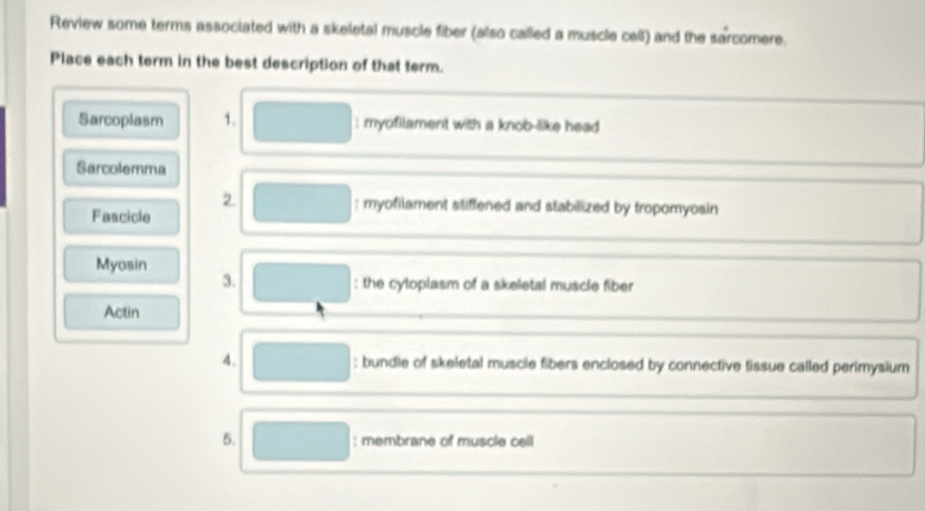 Review some terms associated with a skeletal muscle fiber (also called a muscle cell) and the sarcomere. 
Place each term in the best description of that term. 
Sarcoplasm 1. : myofilament with a knob-like head 
Sarcolemma 
2. : myofilament stiffened and stabilized by tropomyosin 
Fascicle 
Myosin 
3. : the cyloplasm of a skeletal muscle fiber 
Actin 
4. ; bundle of skeletal muscle fibers enclosed by connective tissue called perimysium 
5. : membrane of muscie cell