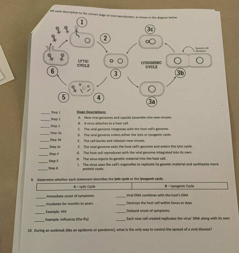 ch each description to the correct stage of viral reproduction, as shown in the diagram below.
_Step 1 Stage Descriptions:
_Step 2 A. New viral genomes and capsids assemble into new viruses.
_Step 3 B. A virus attaches to a host cell.
C. The viral genome integrates with the host cell’s genome.
_Step 3a D. The viral genome enters either the lytic or lysogenic cycle.
_Step 3b E. The cell bursts and releases new viruses.
_Step 3c F. The viral genome exits the host cell’s genome and enters the lytic cycle.
_Step 4 G. The host cell reproduces with the viral genome integrated into its own.
_ Step 5 H. The virus injects its genetic material into the host cell.
I. The virus uses the cell’s organelles to replicate its genetic material and synthesize more
_Step 6 protein coats.
9. Determine whether each statement describes the lytic cycle or the lysogenic cycle.
A - Lytic Cycle B - Lysogenic Cycle
_
Immediate onset of symptoms _Viral DNA combines with the host’s DNA
_Incubates for months to years _Destroys the host cell within hours or days
_Example: HIV _Delayed onset of symptoms
_Example: Influenza (the flu) _Each new cell created replicates the virus’ DNA along with its own
10. During an outbreak (like an epidemic or pandemic), what is the only way to control the spread of a viral disease?