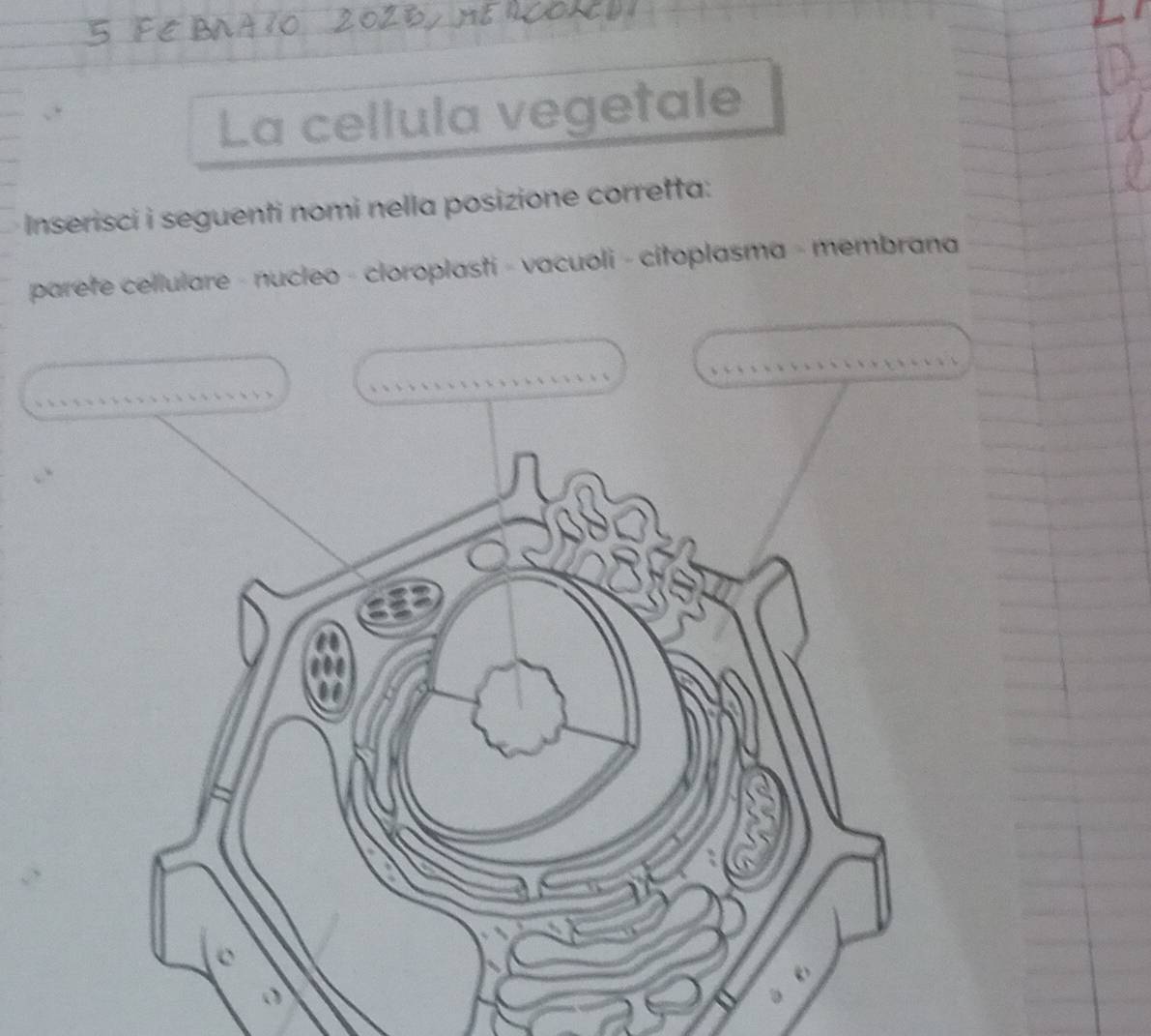 La cellula vegetale 
Inserisci i seguenti nomi nella posizione corretta: 
parete cellulare - nucleo - cloroplasti - vacuoli - citoplasma - membrana