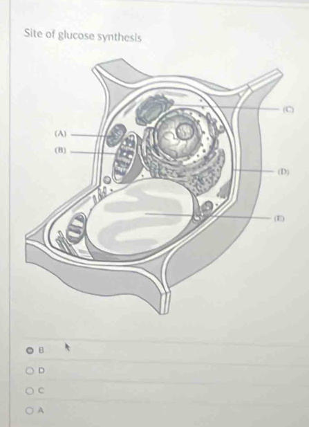 Site of glucose synthesis
B
D
C
A
